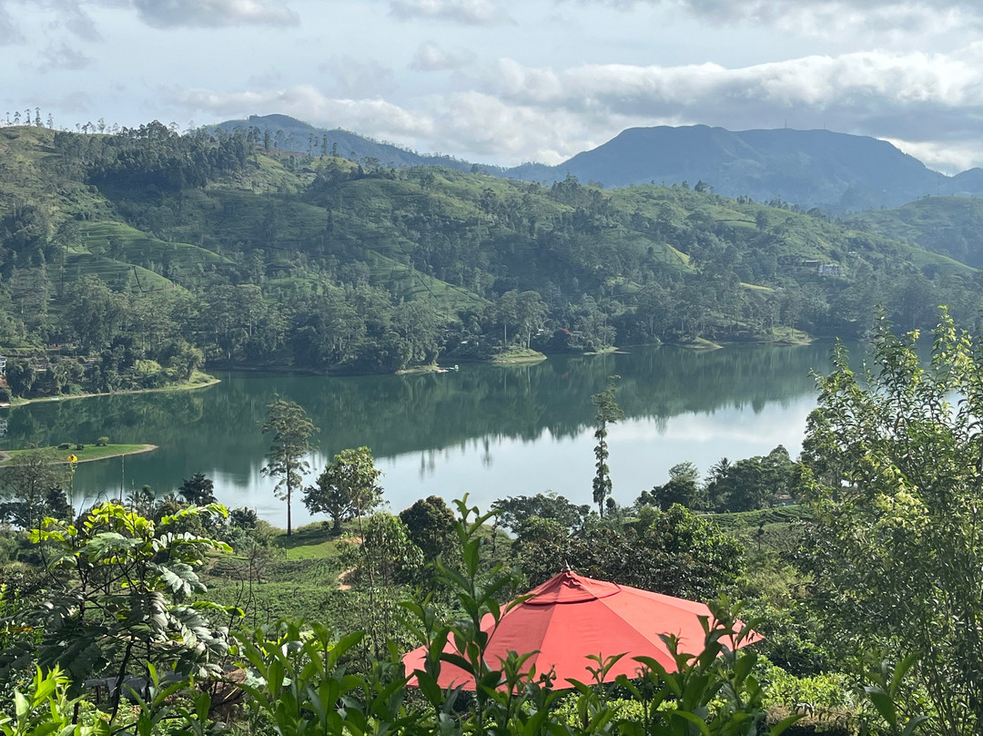 Camellia Hills主图