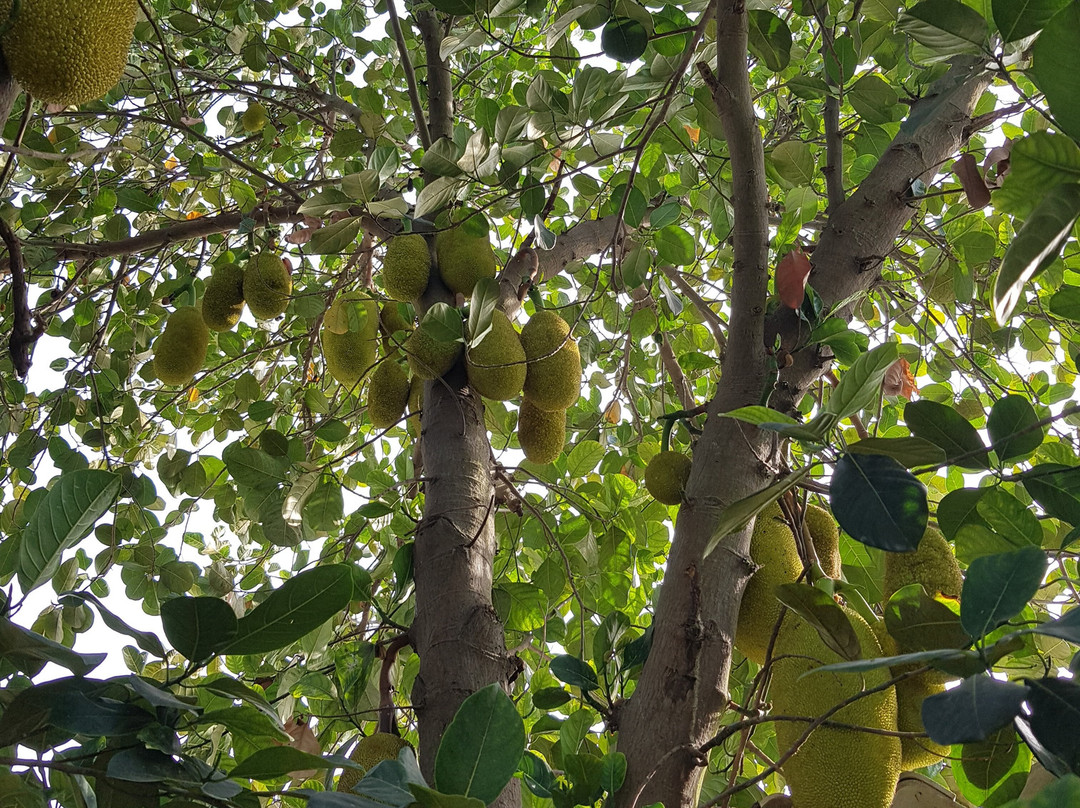 Koko's Farm-拉克瑙必去景点