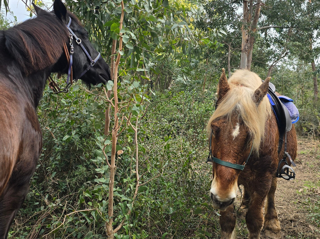 Aventure cheval. Randonnées à cheval景点图片