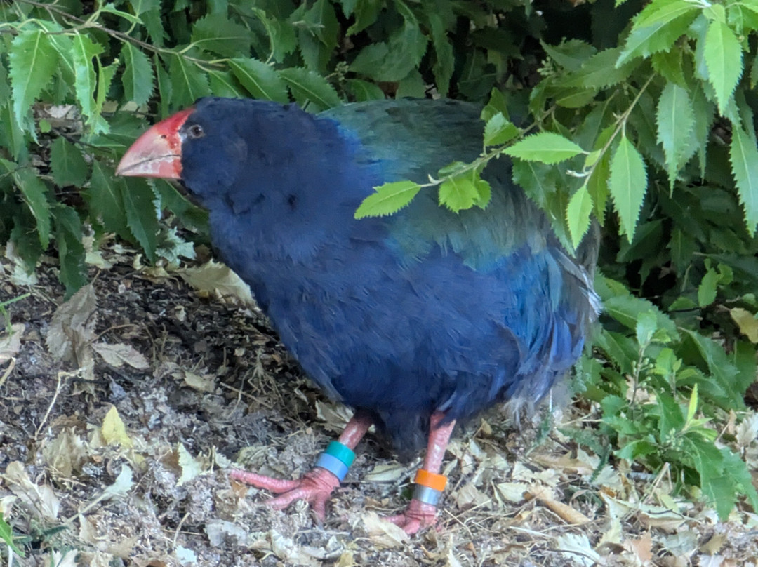 Te Anau Bird Sanctuary-蒂阿瑙必去景点