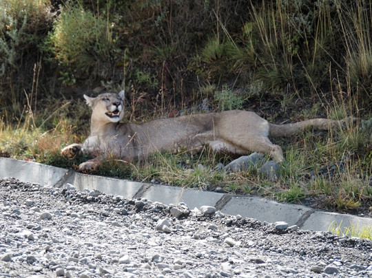 Patagonia Safari Experience-纳塔莱斯港必去景点
