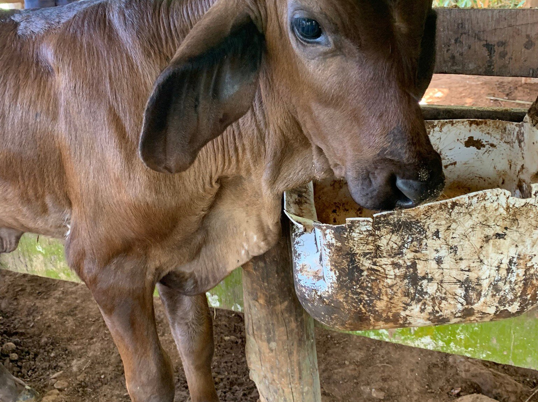 Manakin Tours-圣特雷莎必去景点