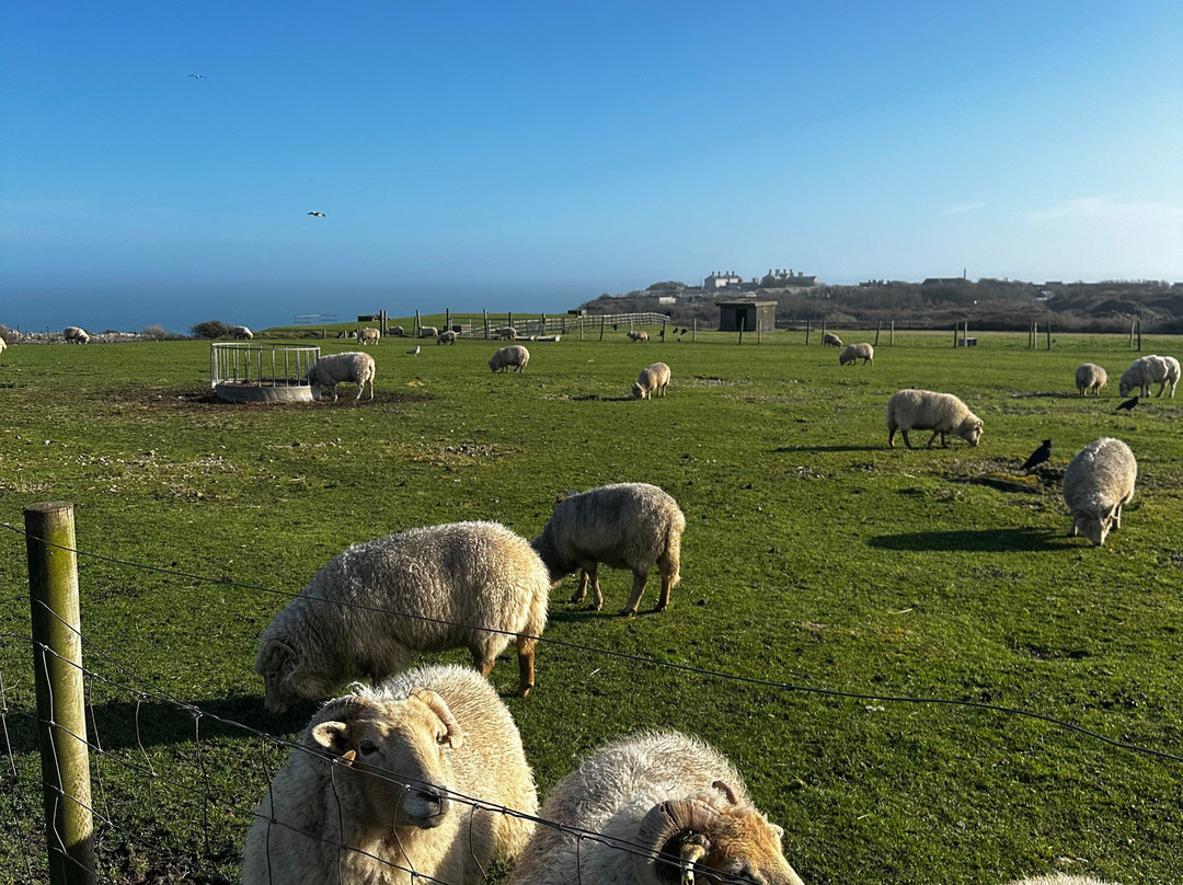 Fancy's Farm-Isle of Portland必去景点