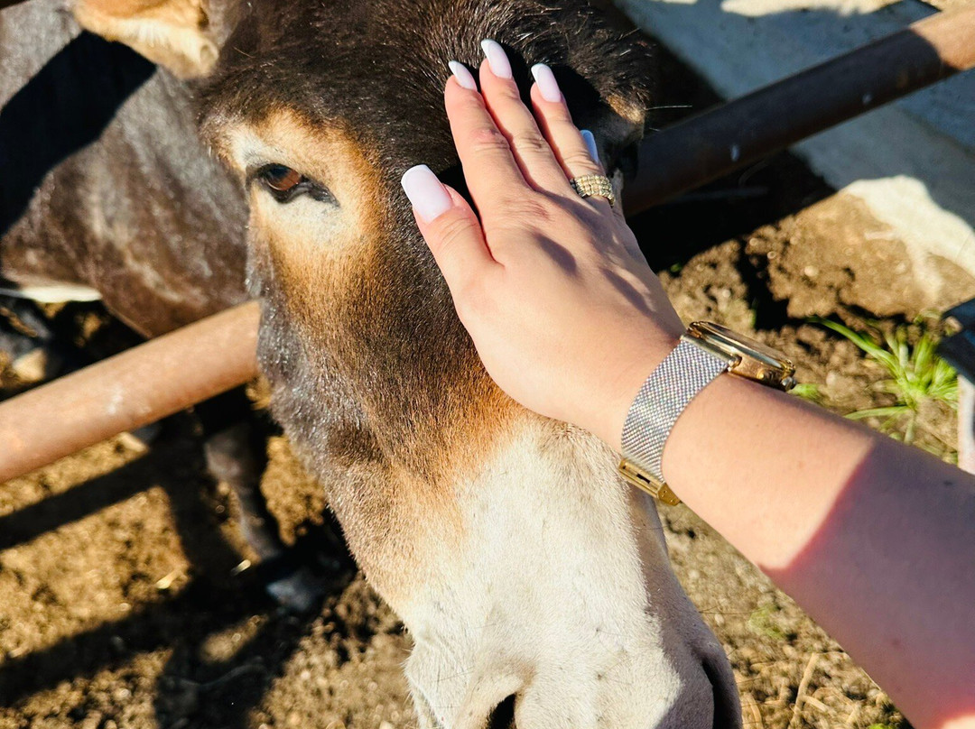 Celebi Garden Hotel主图