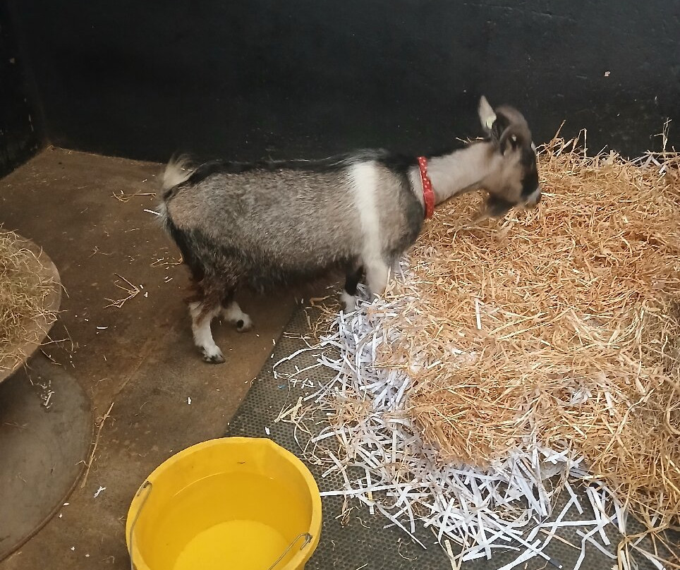 Bleakholt Animal Sanctuary景点图片