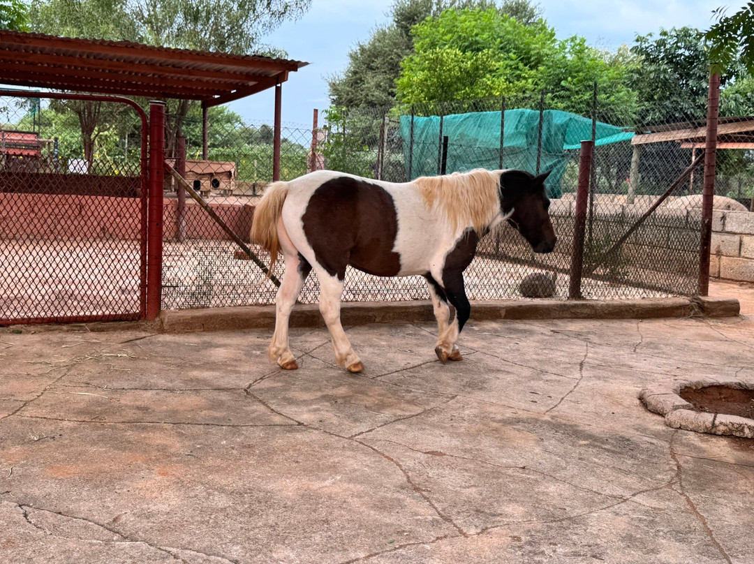 Lily's Petting Farm