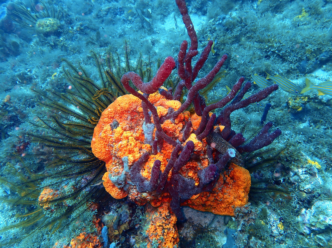 Deep Turtle Plongee-Les Anses d'Arlet必去景点