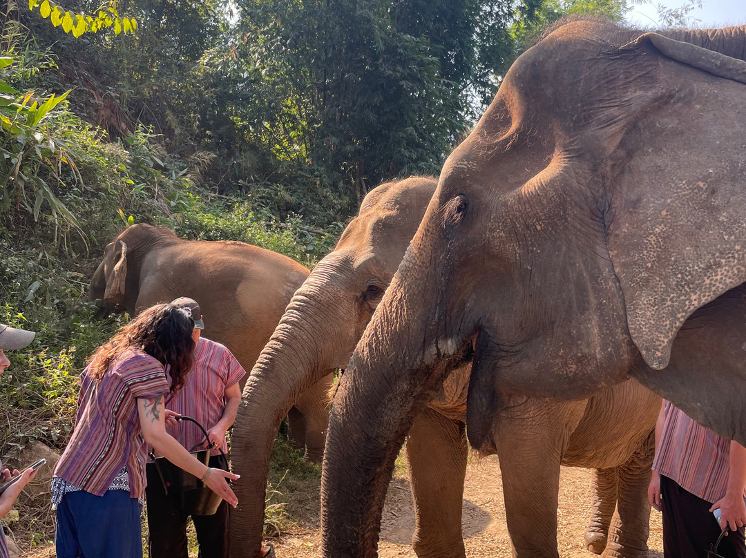 Happy Elephant Home-夜登必去景点