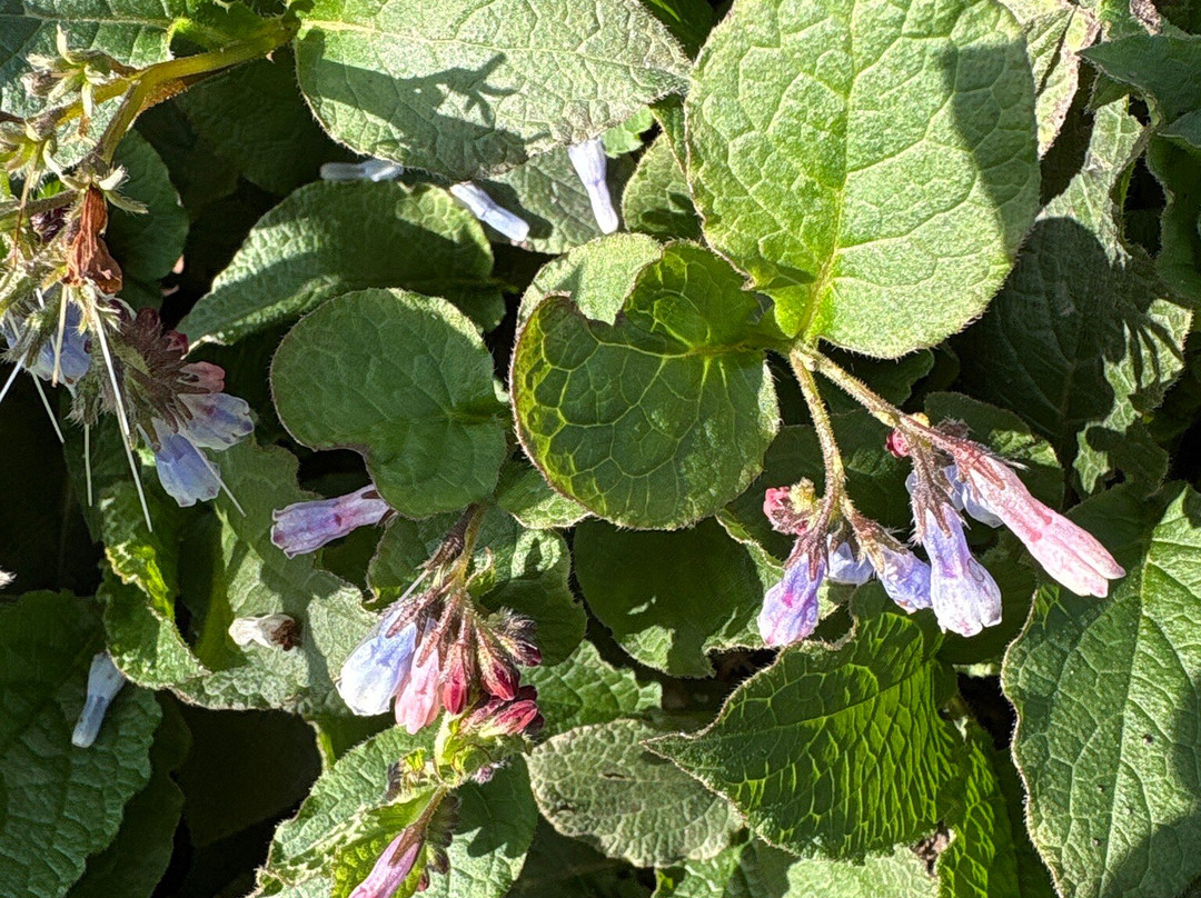 Bluebell Arboretum and Nursery-Smisby必去景点