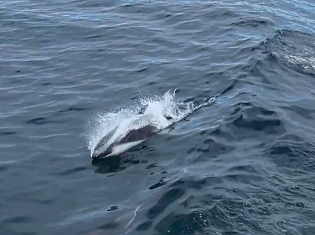 Isla Magdalena-蓬塔阿雷纳斯必去景点