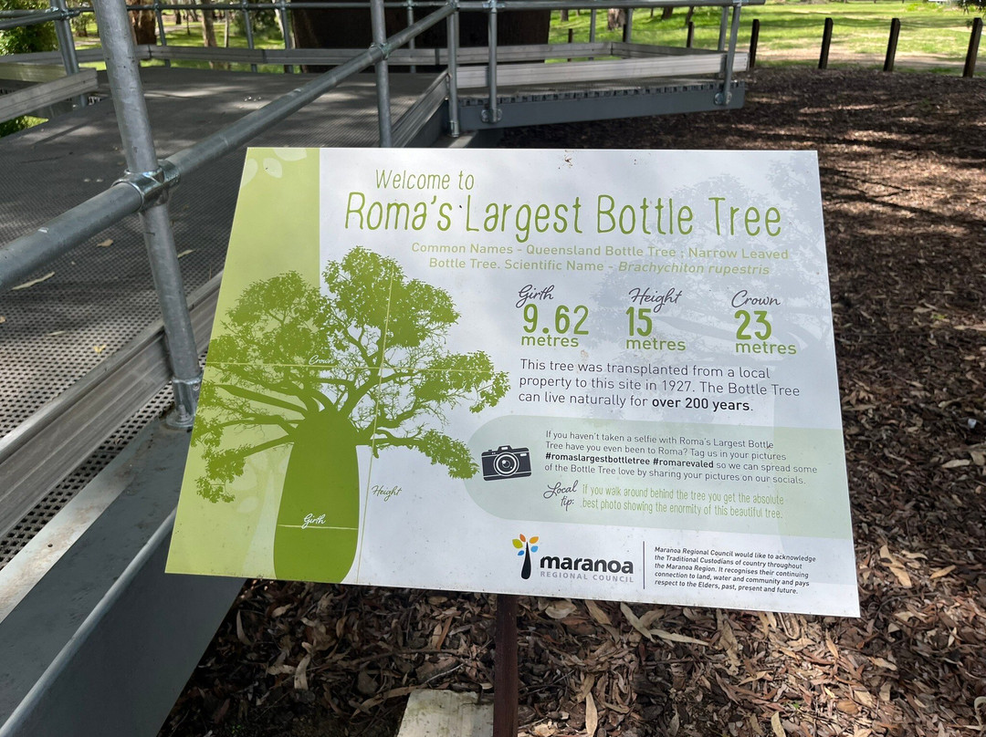 Roma's Biggest Bottle Tree-Roma必去景点