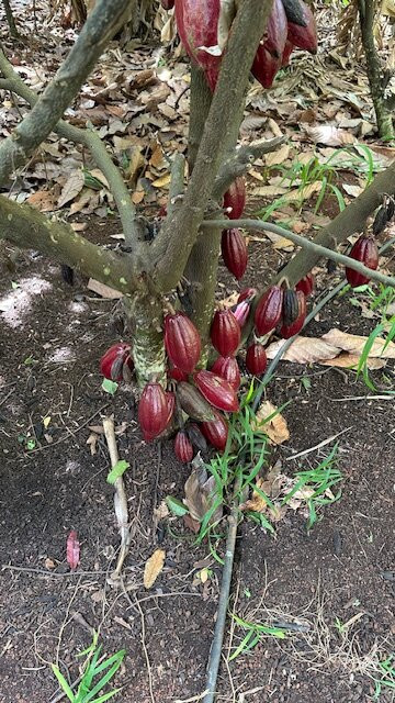 Garden Island Chocolate景点图片