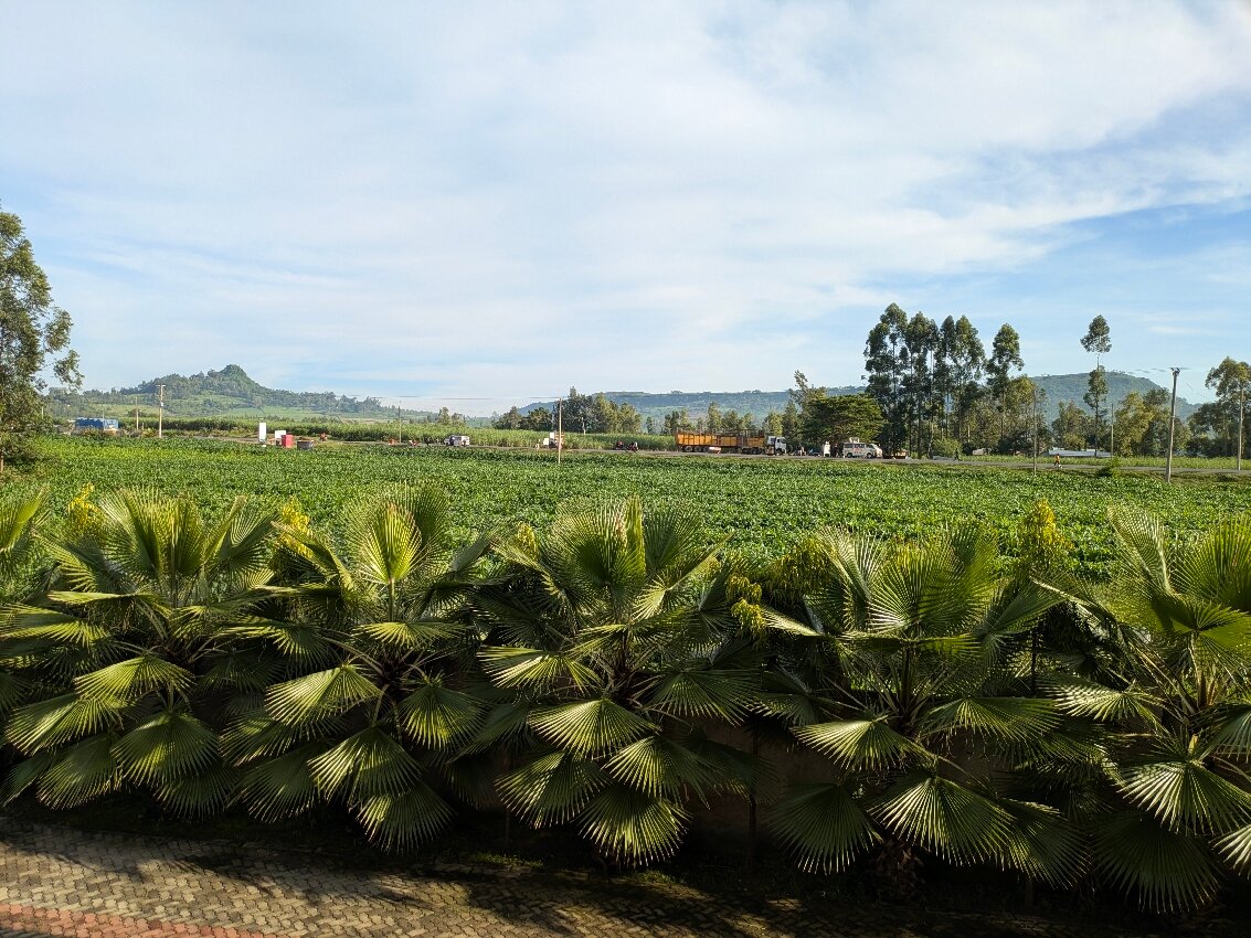 Koru Country Club-官方