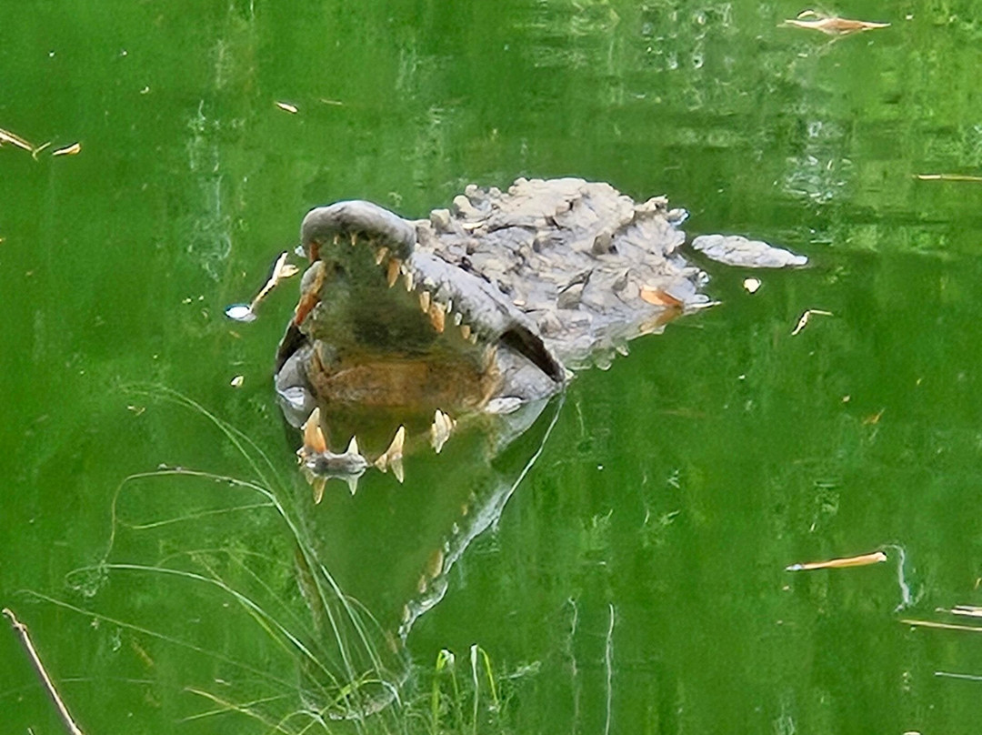 Crocodile Farm-Moron必去景点