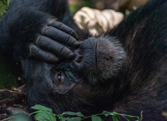 Günsting Gorilla Reisen-Ruhengeri必去景点