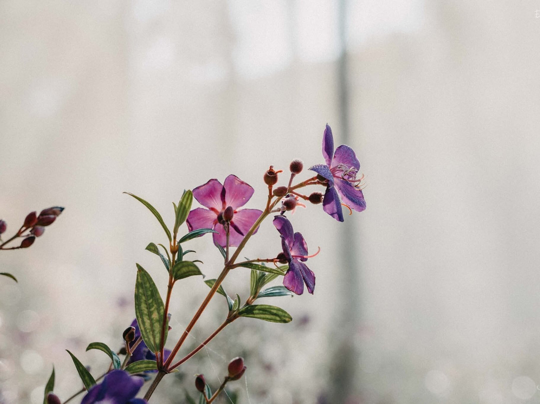Cau Dat Tea Hill-大勒必去景点