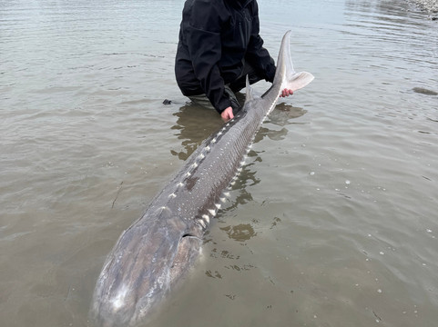 Hooked Up Sturgeon Fishing Adventures-奇利瓦克必去景点