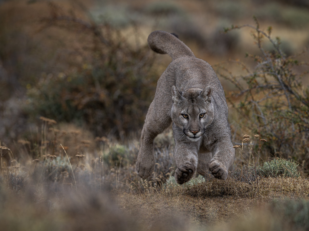 Olsen Photo Tours - Wildlife Experiences景点图片