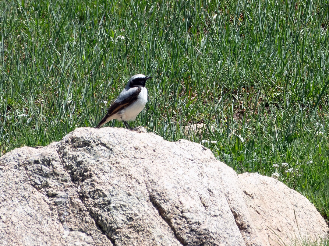 Riad Dades Birds - Lodge & Birding主图