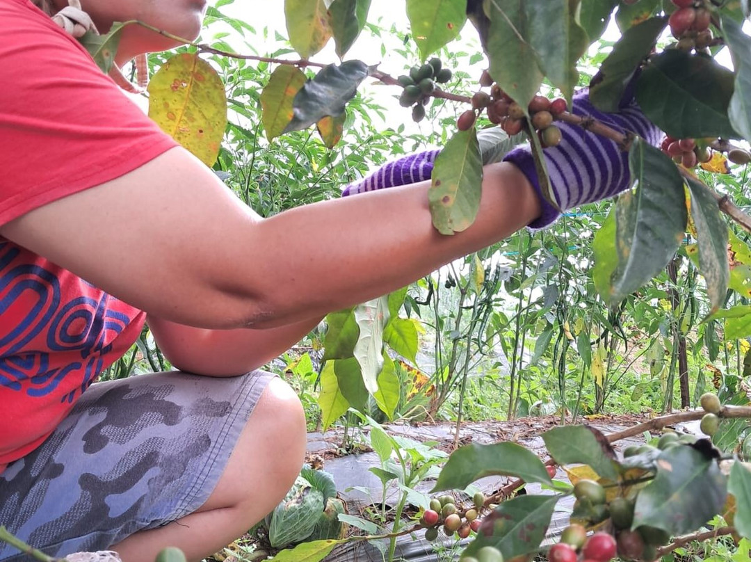 Kopinang Indische Koffie