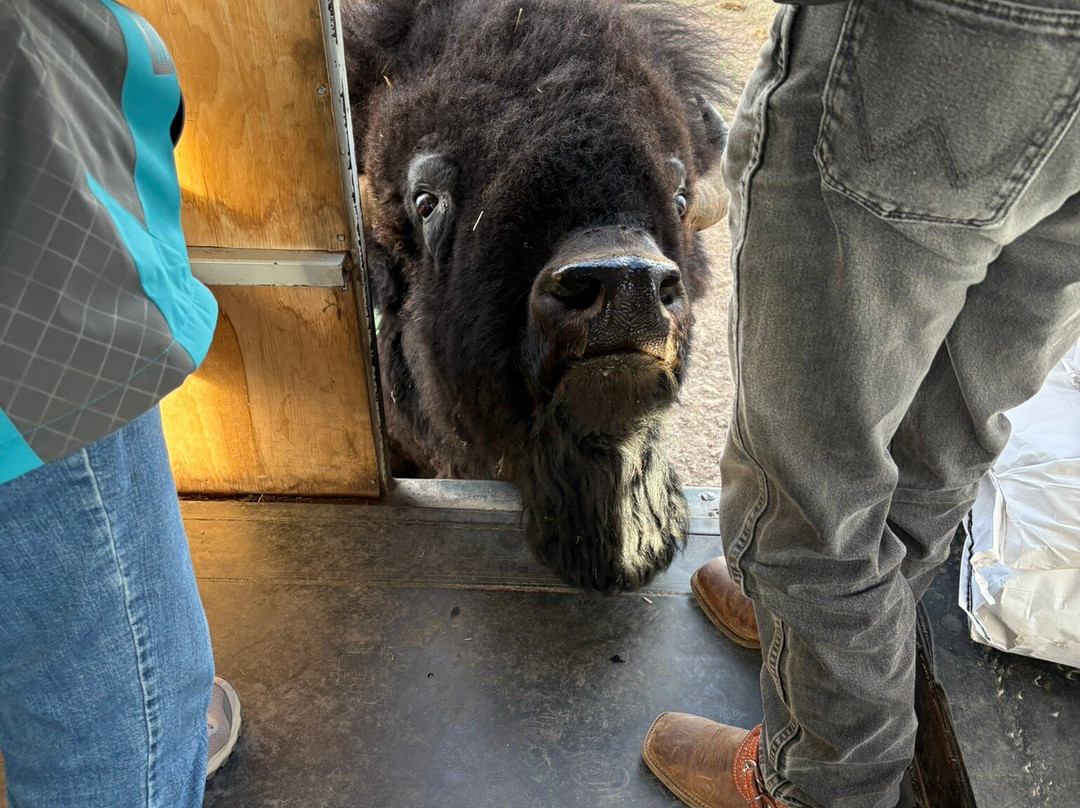 Terry Bison Ranch Resort-夏延必去景点