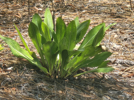 Stanley Rehder Carnivorous Plant Garden-威尔明顿必去景点