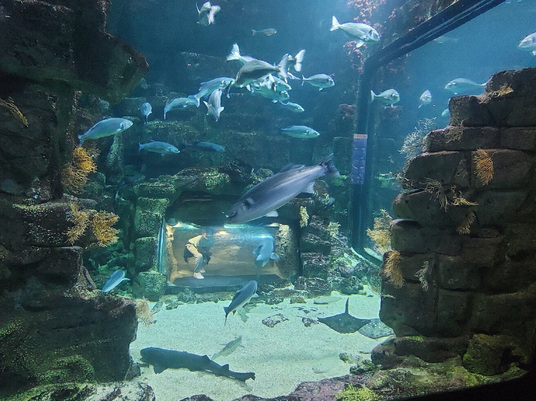 Aquarium La Rochelle景点图片