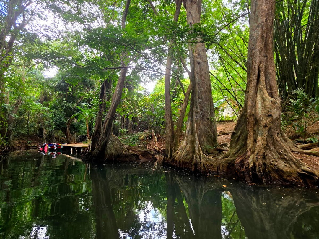 Indian River-多米尼克必去景点
