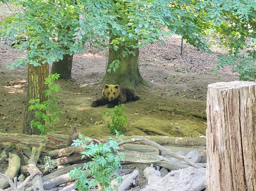 Ouwehands Zoo Rhenen-Rhenen必去景点