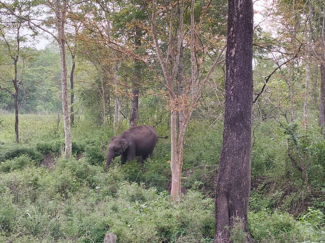 Nagarhole National Park-Hunsur必去景点