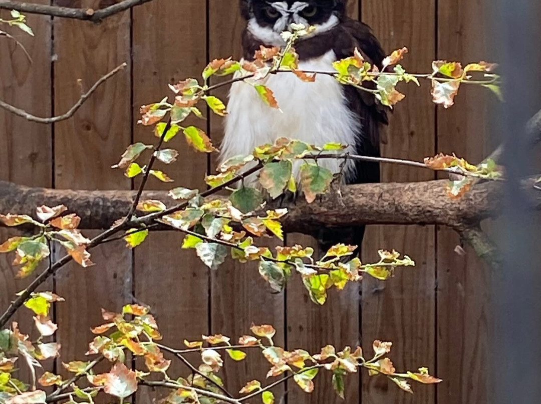 Scottish Owl Centre-Whitburn必去景点