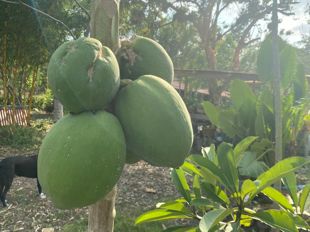 Libélula Finca Agroecológica-Manglaralto必去景点