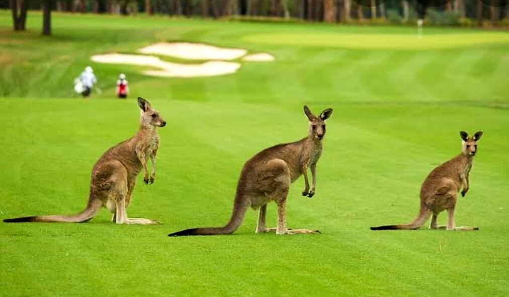 Barooga Country Inn Motel主图