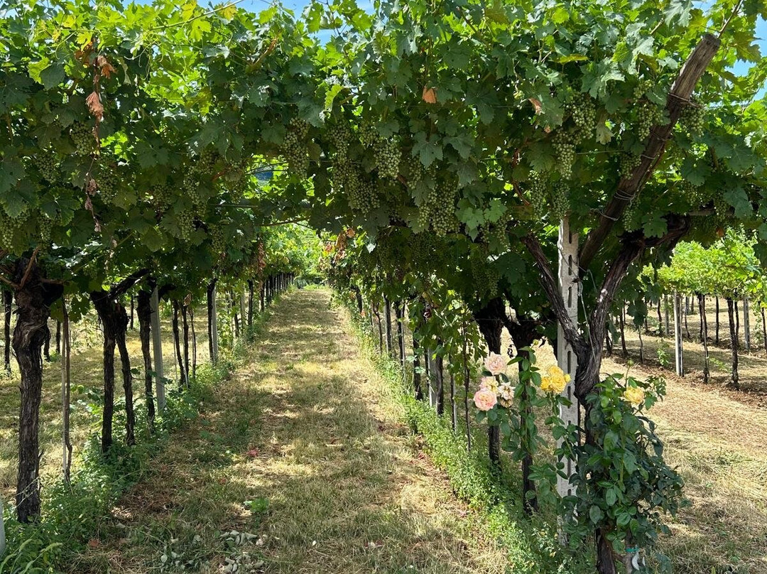 Le Bignele Winery-Valgatara必去景点