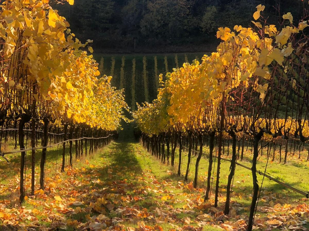 Native Flora Wines-纽伯格必去景点