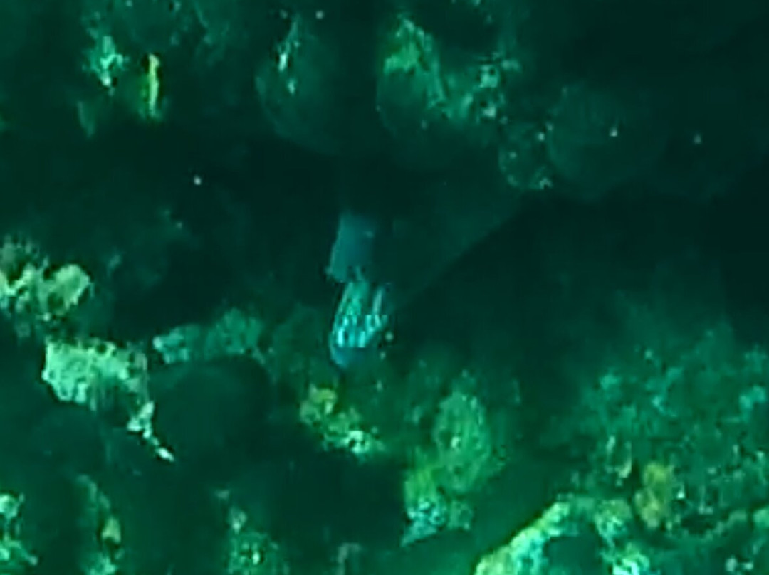 Dolphin Diving Center-Kanapitsa必去景点