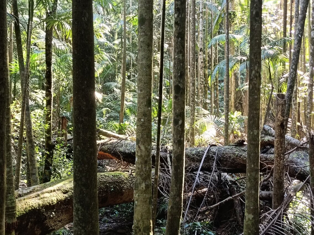 Mary Cairncross Scenic Reserve-马莱尼必去景点