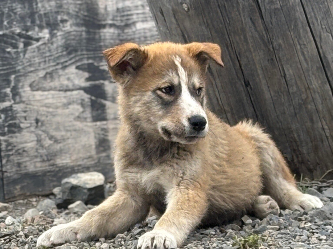 Tagish Lake Kennel-Tagish必去景点