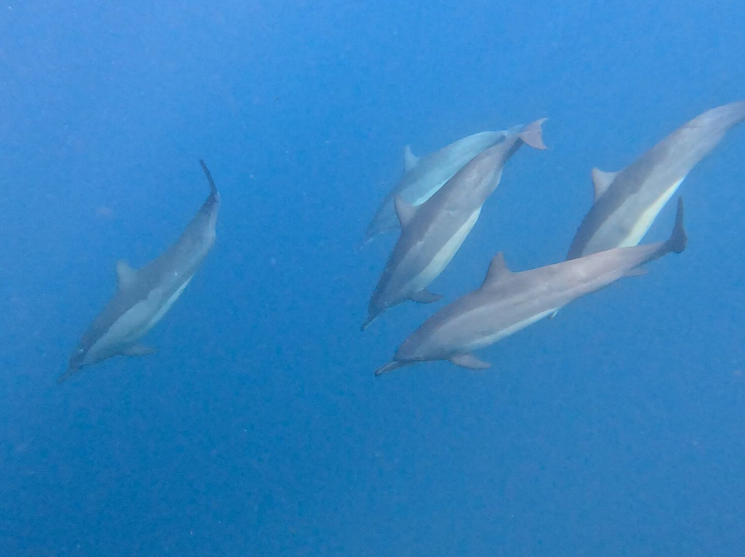 Lovina Dolphin Adventure-罗威那海滩必去景点