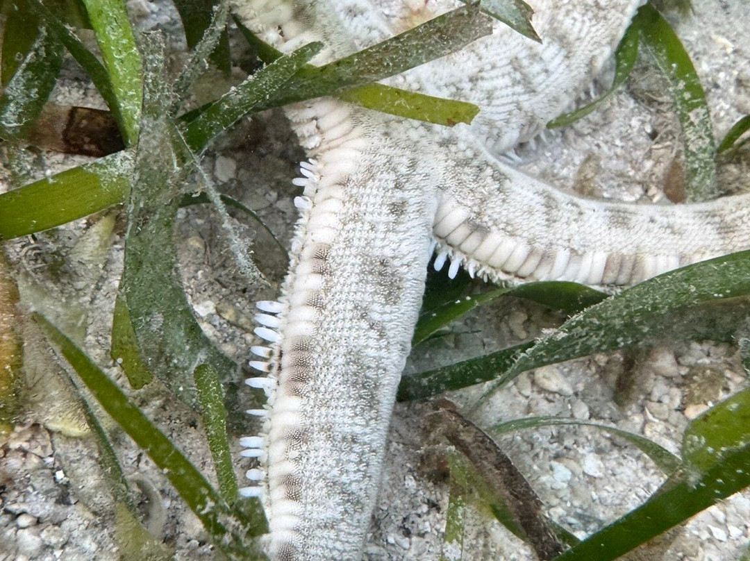 Pasir Perawan Beach-Pulau Pari必去景点