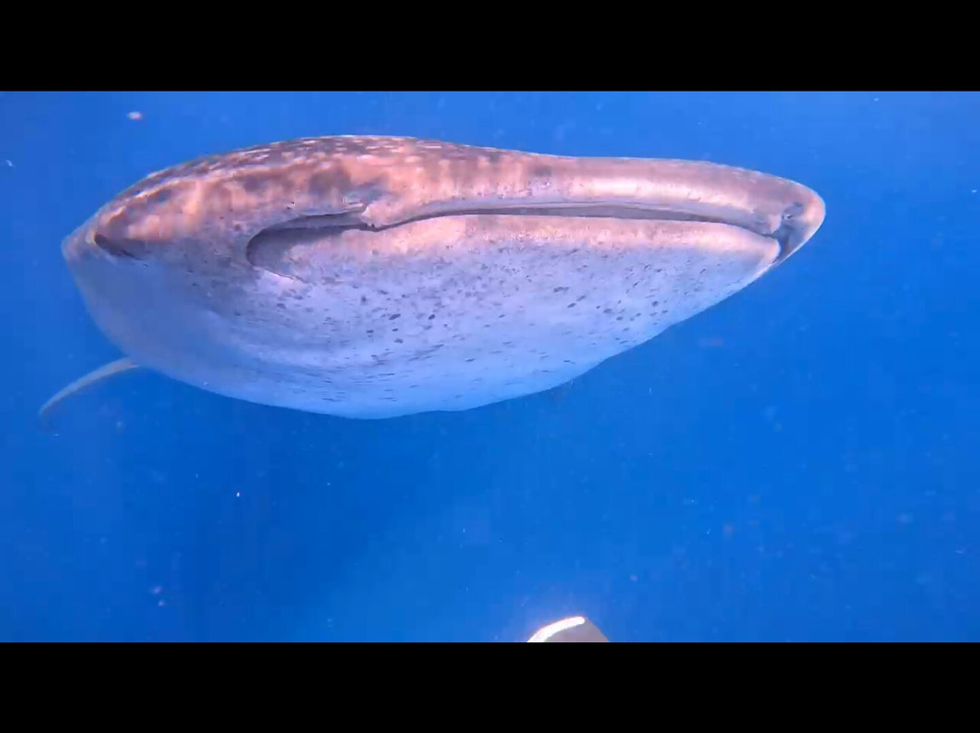 Isla Mujeres Boats-女人岛必去景点