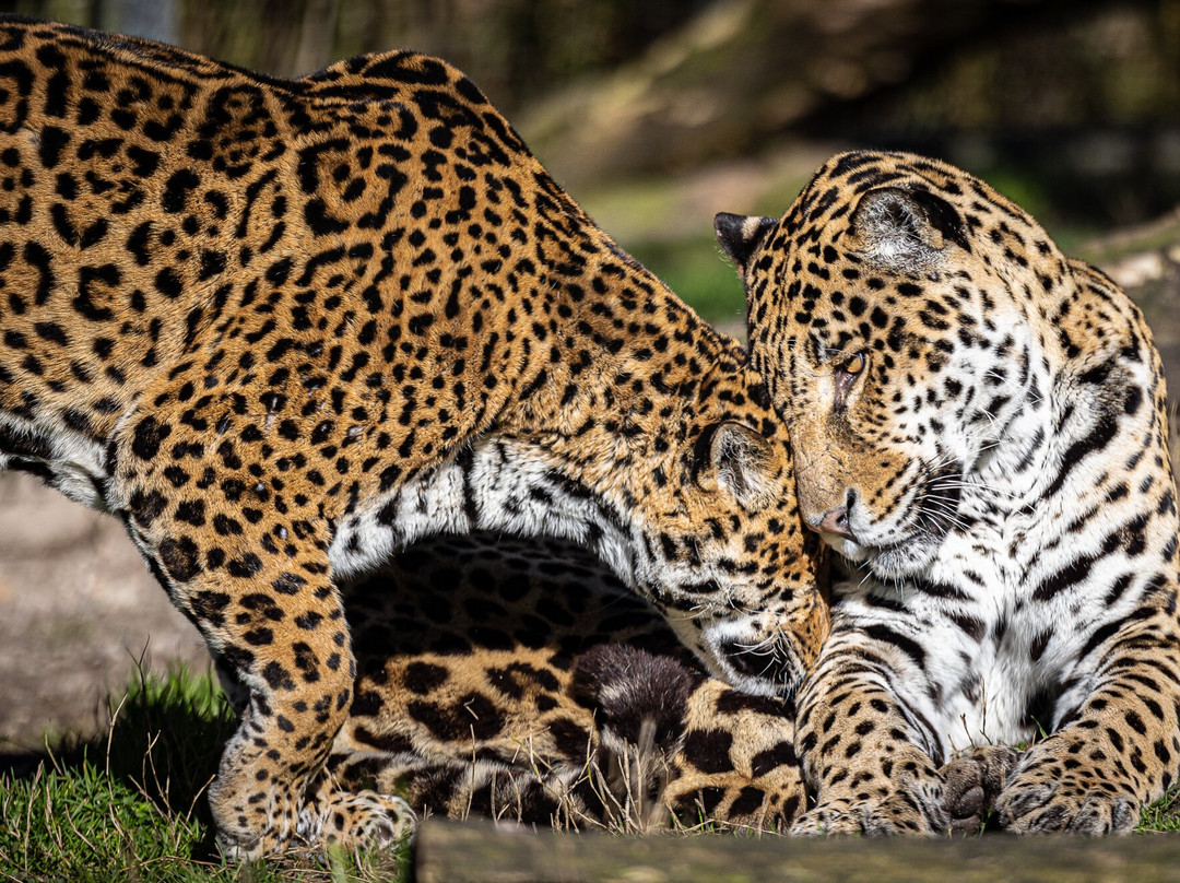 Zoo de Bordeaux Pessac-Pessac必去景点