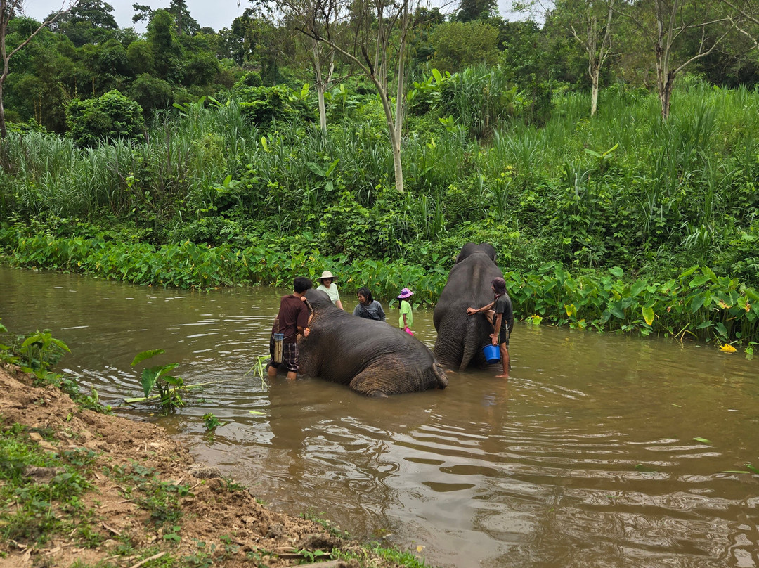 Elephant Peace Project-清莱必去景点