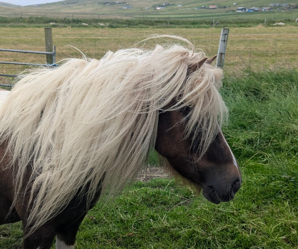 Withyburn Croft Tours