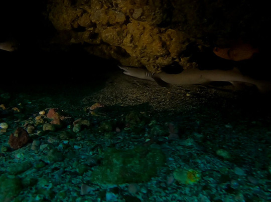 Ananda. Dive N' Flow-圣特雷莎必去景点