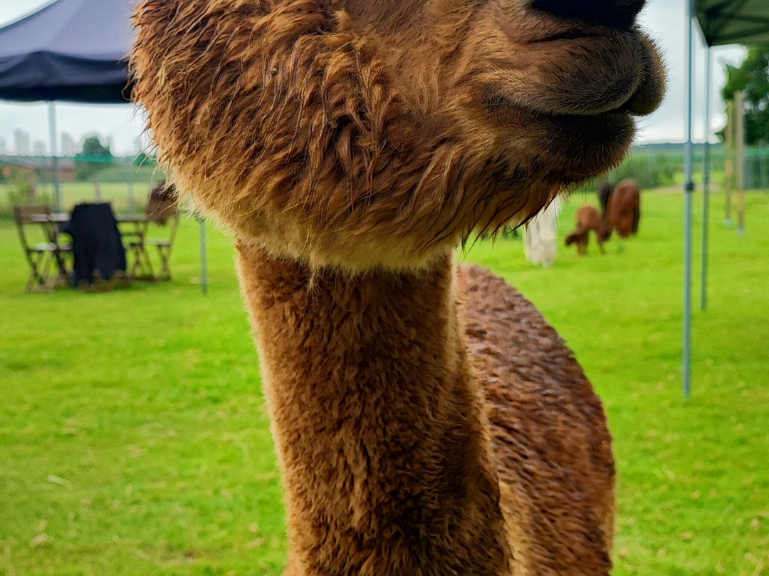 Seelenheil-Alpakas-Walsrode必去景点