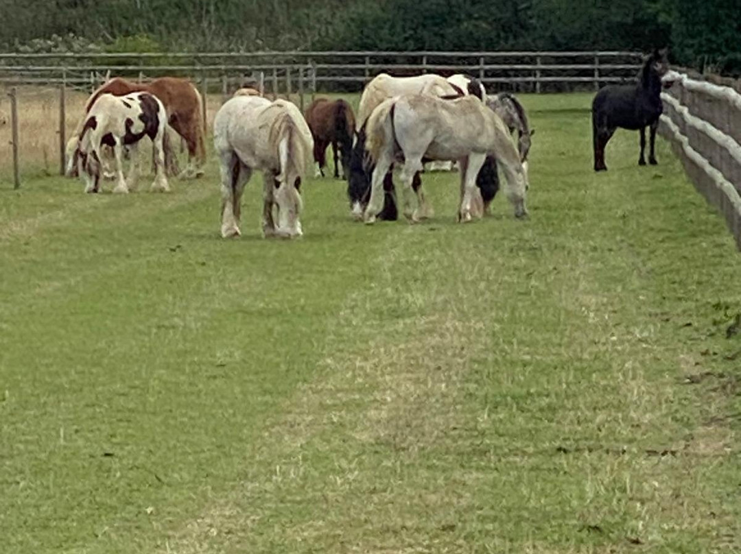 Bransby Horses-Bransby必去景点