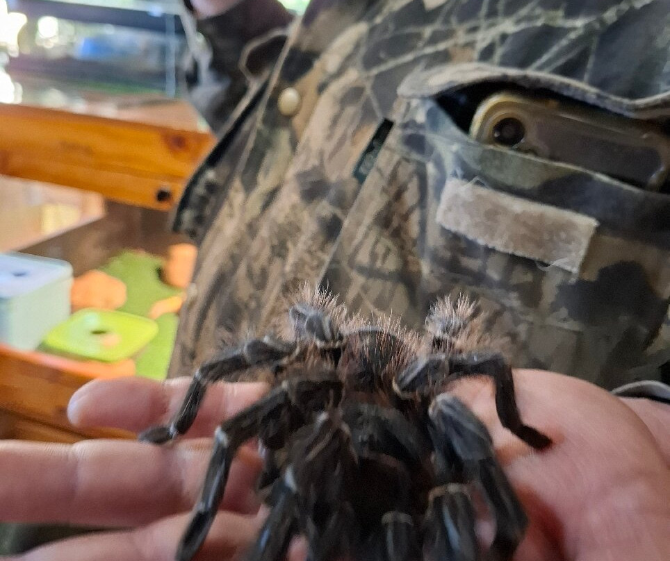 Dragon Rock Reptile Centre-温特顿必去景点