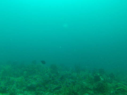 South Florida Diving Headquarters-庞帕诺比奇必去景点