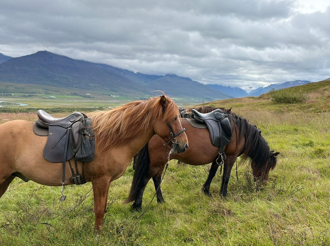 Tvistur Horse Rental-Dalvik必去景点
